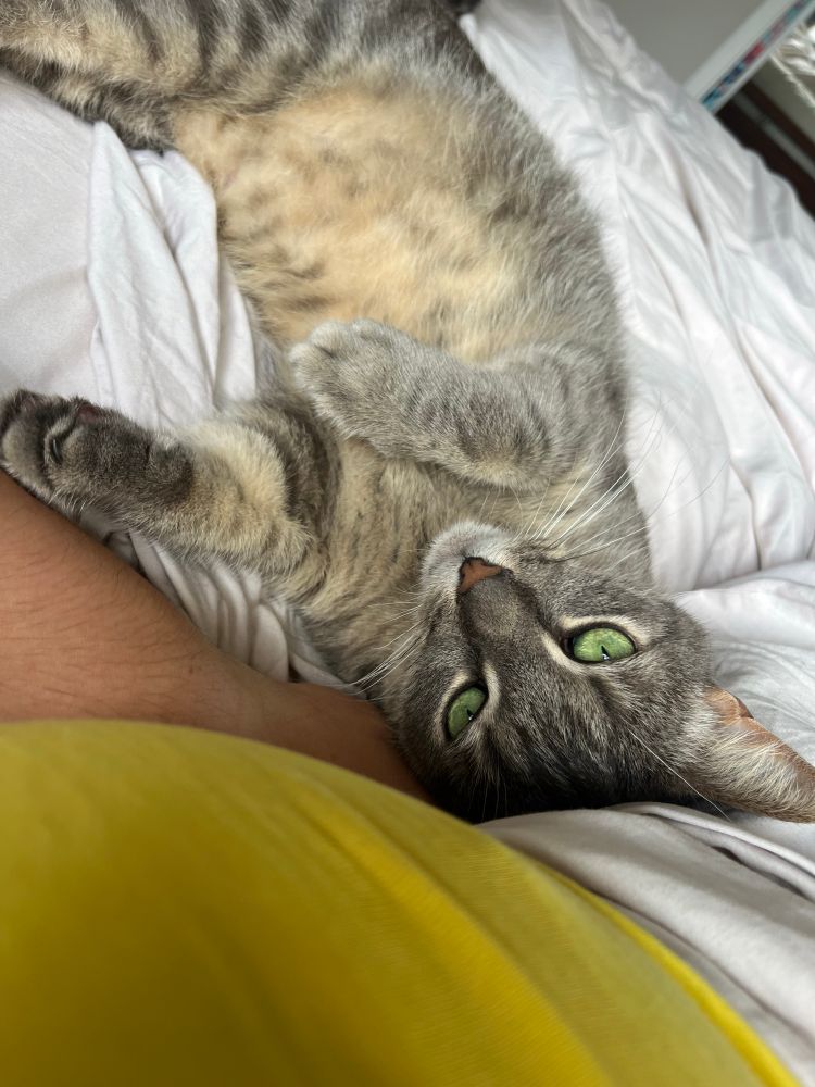 My cat Leroy happy I’m home