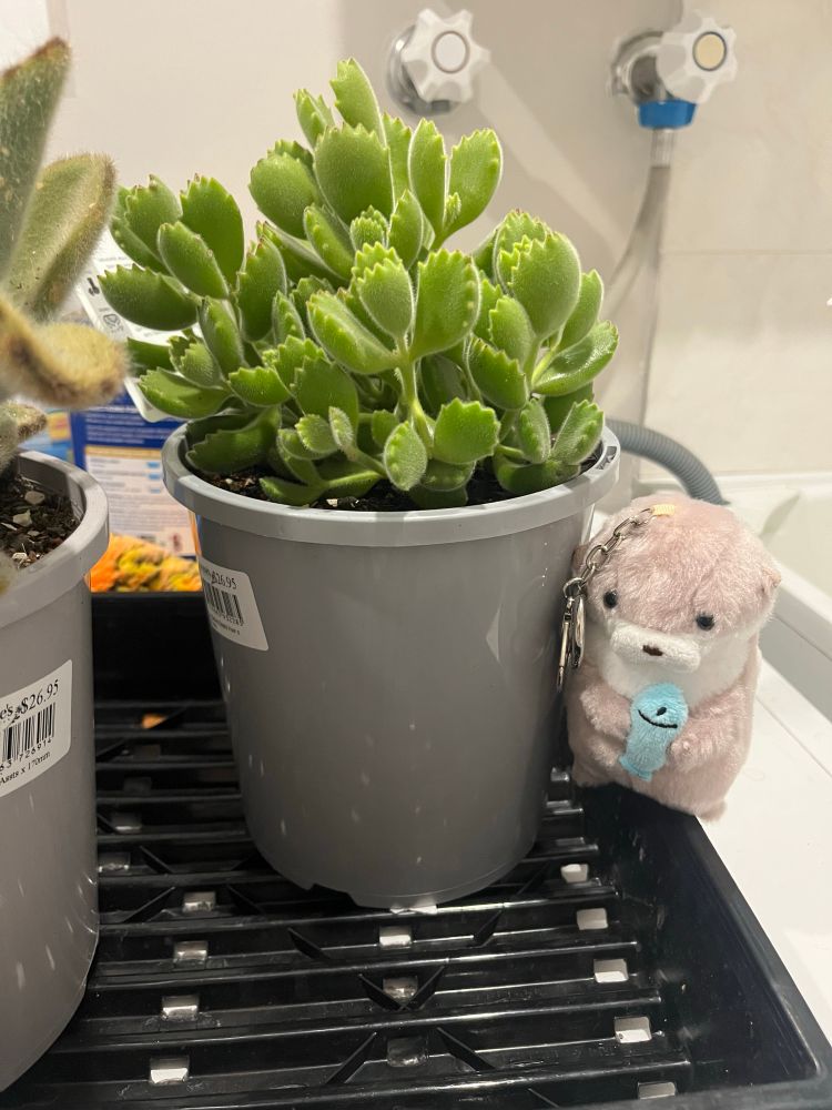 The inspiration for the 2 characters an otter plushie keychain holding a fish and a bear paw succulent. 