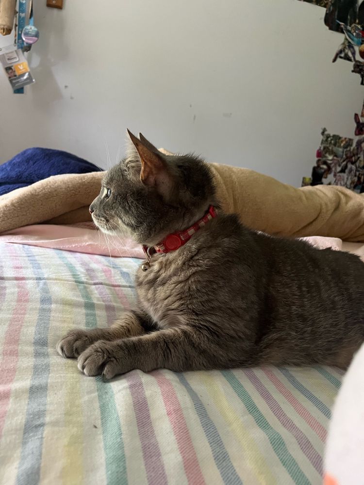 Leroy my cat on the bed