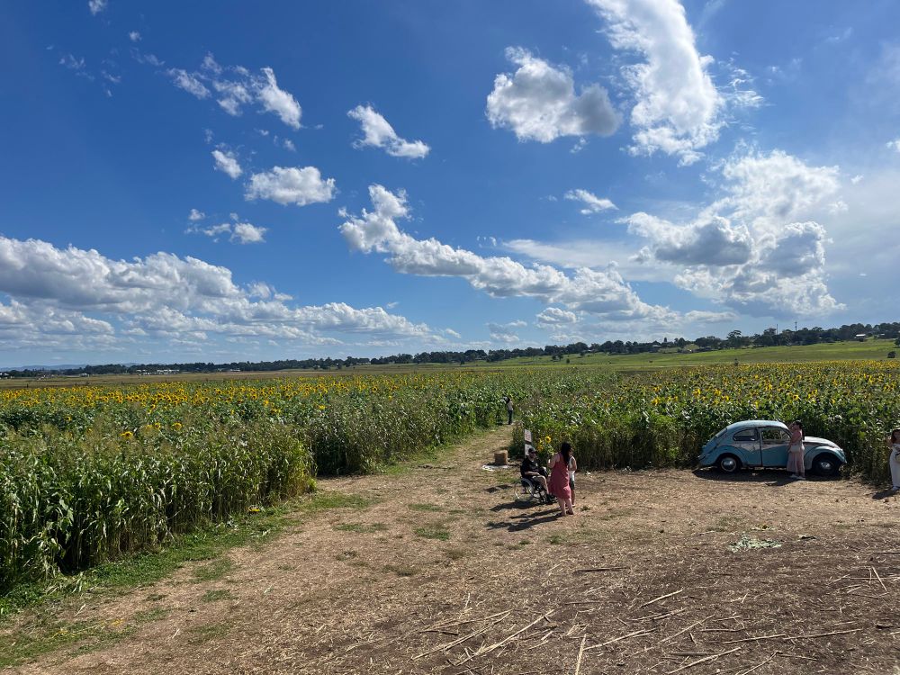 A field of sunflowers at a farm