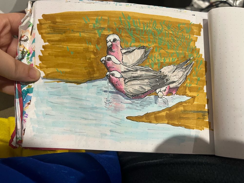 A drawing of Galahs drinking - done in Fineliner, alcohol markers and acrylic pens 