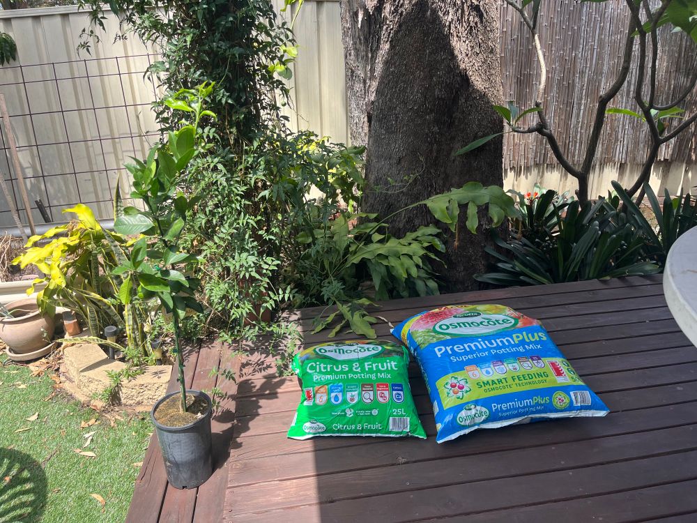 A lemon tree and some potting mixes