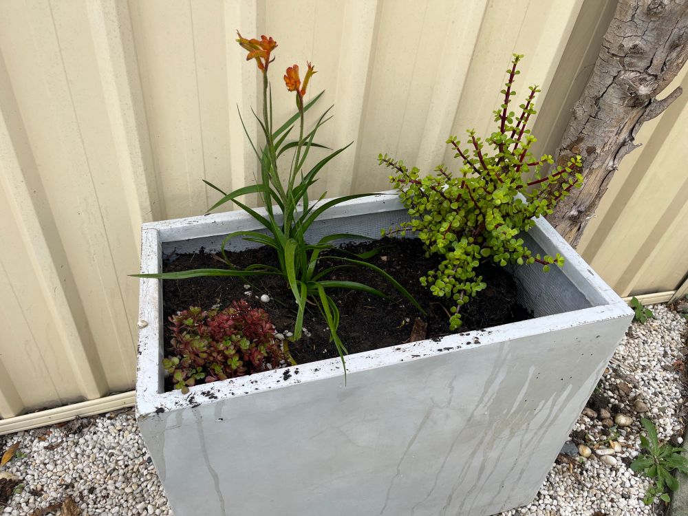 A planter I filled in with about 120L soil and added 3 plants (described in later photos) 