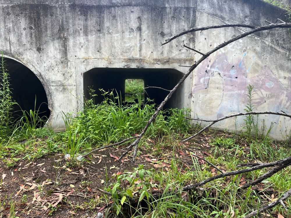 A tunnel of a storm pipe bridge that is overgrown and has faded graffiti 