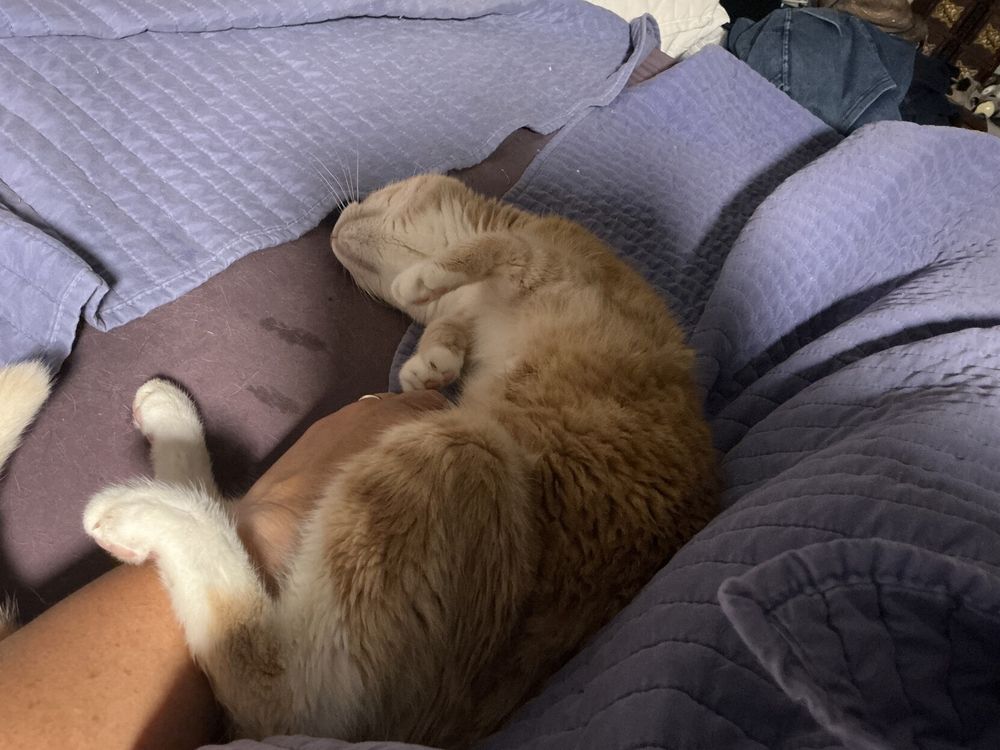 Orange cat with white paws lying in bed getting his belly scratched. 