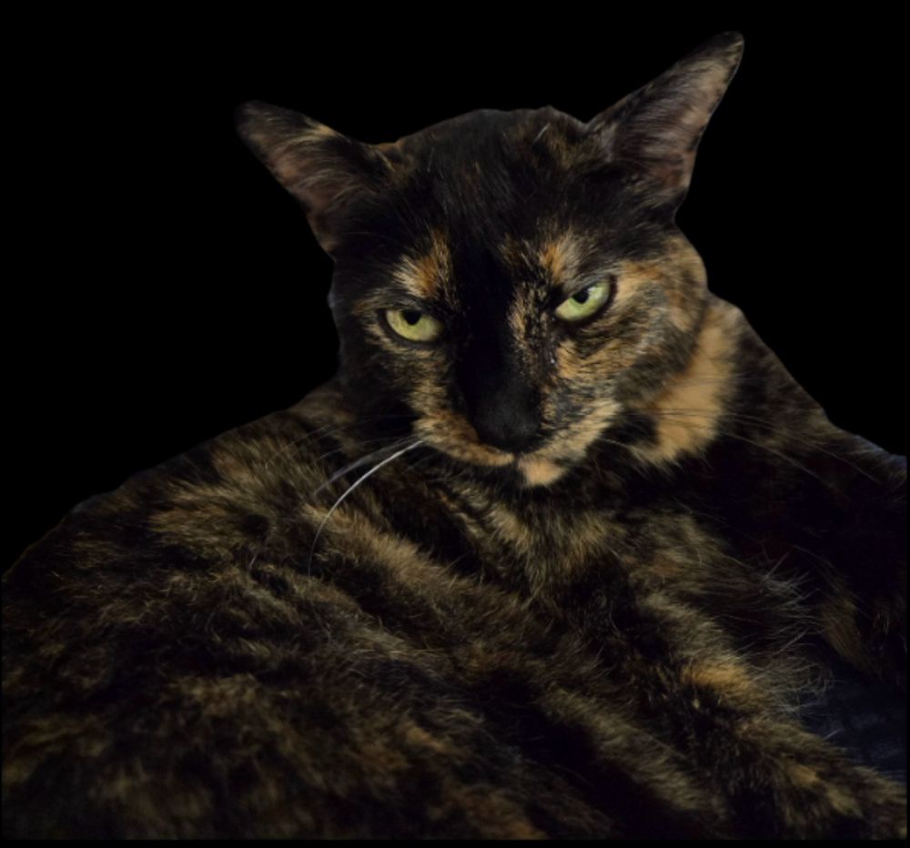 Cat A, tortie, giving the most “are you for real” underwhelmed glower 