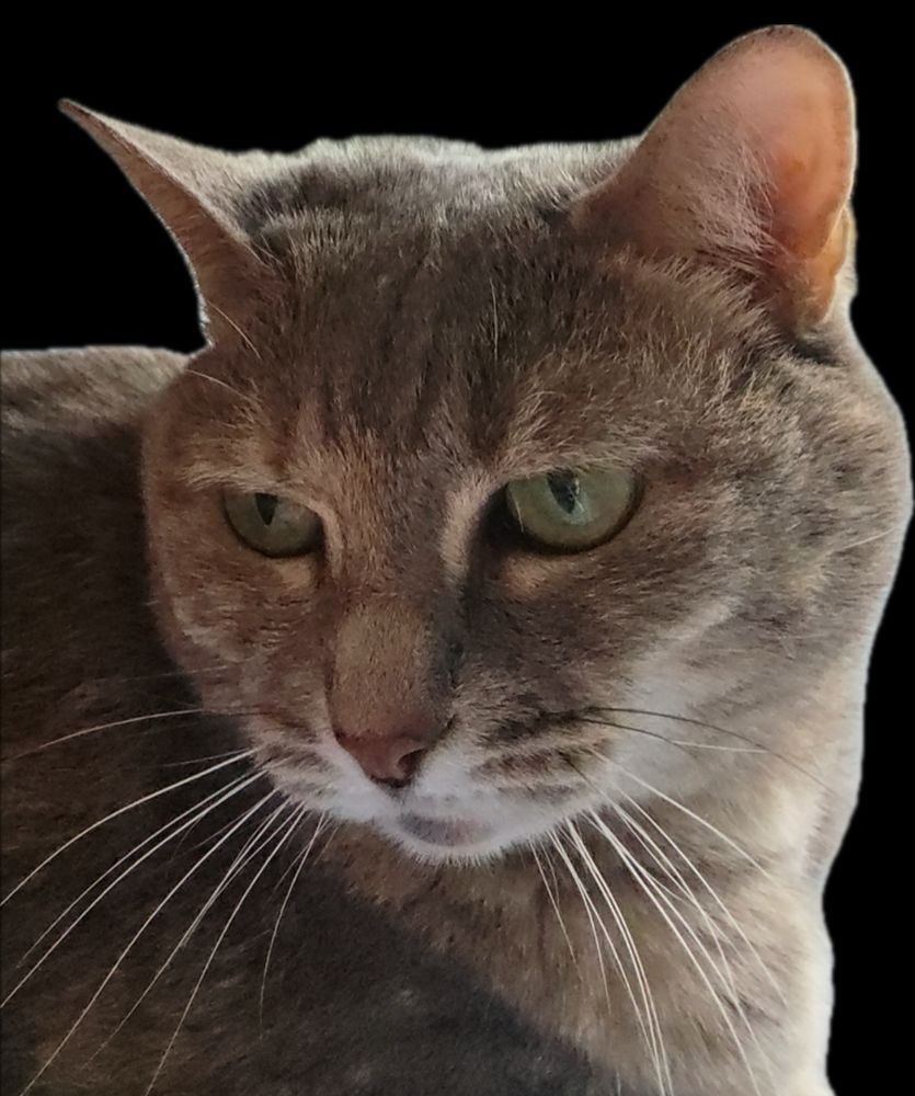 Cat B, gray with some striping, looking over her shoulder giving a dour “oh really” ass look