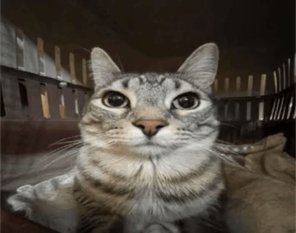 a gray and white cat is sitting in a cage and looking at the camera .