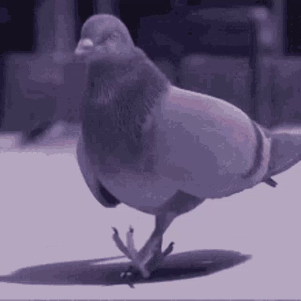 a pigeon is standing on its hind legs on a purple background .