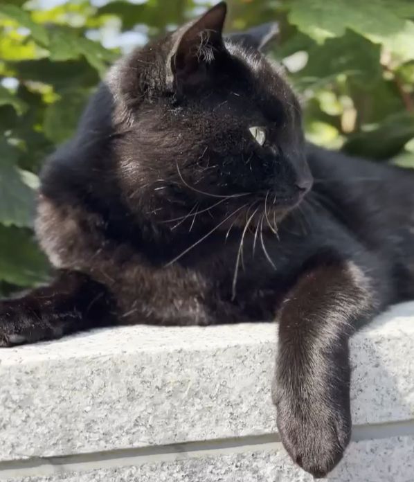 black cat in profile lying on a wall