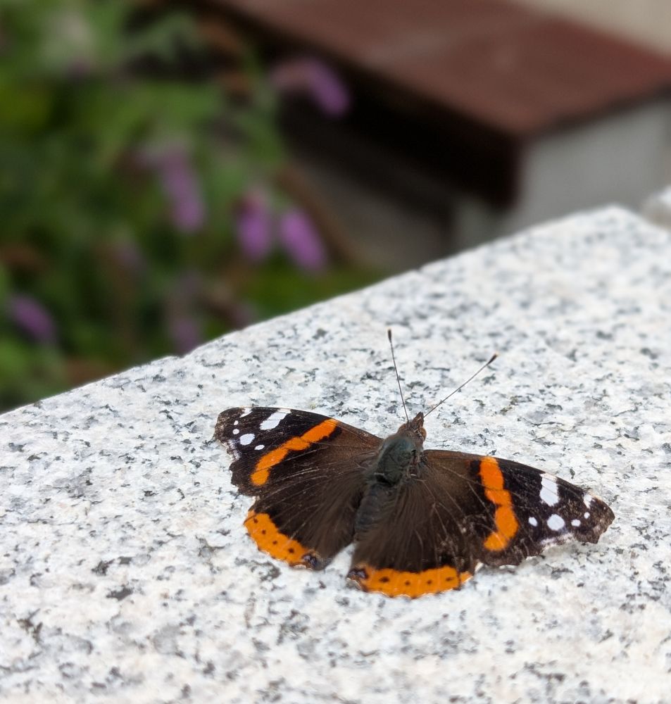 butterfly resting on a wall