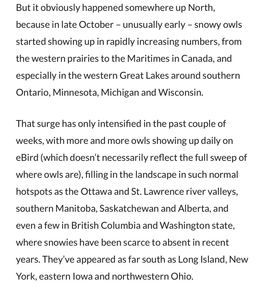 But it obviously happened somewhere up North, because in late October - unusually early - snowy owls started showing up in rapidly increasing numbers, from the western prairies to the Maritimes in Canada, and especially in the western Great Lakes around southern Ontario, Minnesota, Michigan and Wisconsin.

That surge has only intensified in the past couple of weeks, with more and more owls showing up daily on eBird (which doesn't necessarily reflect the full sweep of where owls are), filling in the landscape in such normal hotspots as the Ottawa and St. Lawrence river valleys, southern Manitoba, Saskatchewan and Alberta, and even a few in British Columbia and Washington state, where snowies have been scarce to absent in recent years. They've appeared as far south as Long Island, New York, eastern lowa and northwestern Ohio.