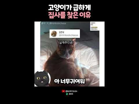 고양이가 급하게 집사를 찾은 이유 😭