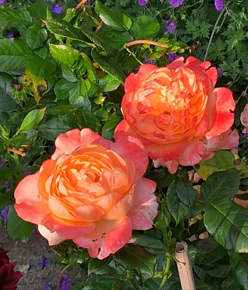Two cupped rose blooms with coral pink outer petals and orange centres. Like beautiful little sunsets.