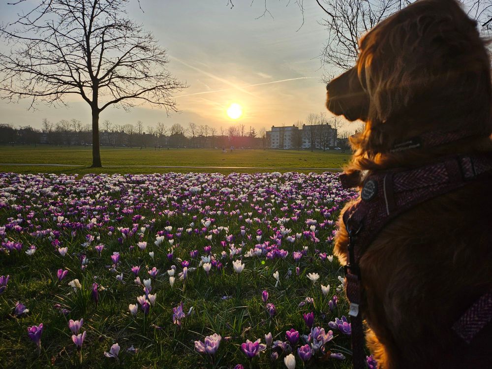 Stella the golden Irish setter looking out over the tulips in Harrogate 
