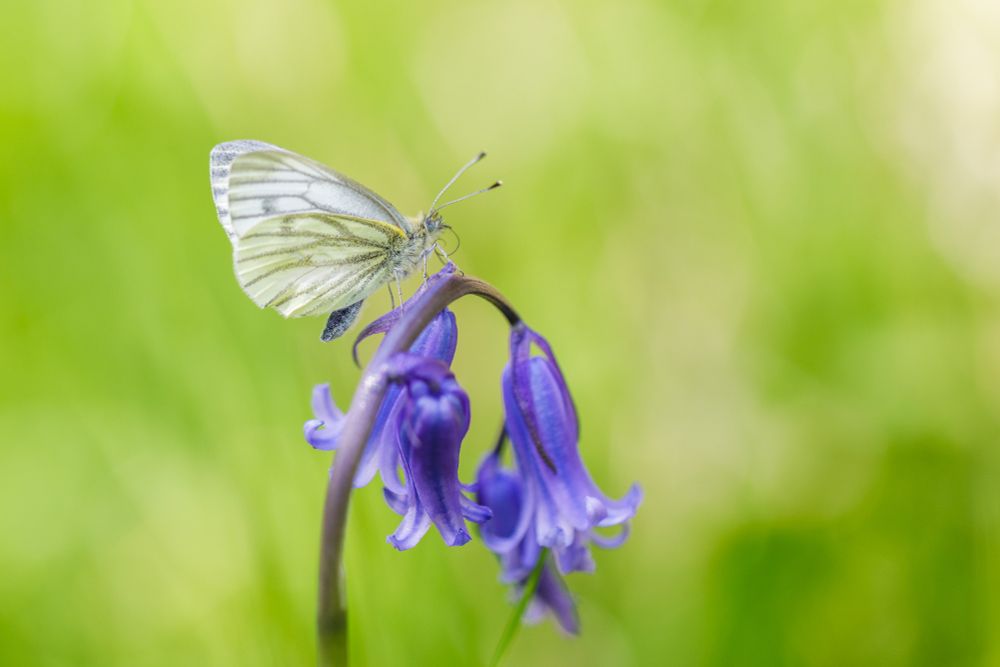 A small green-veined white butterfly, on a bluebell flower.