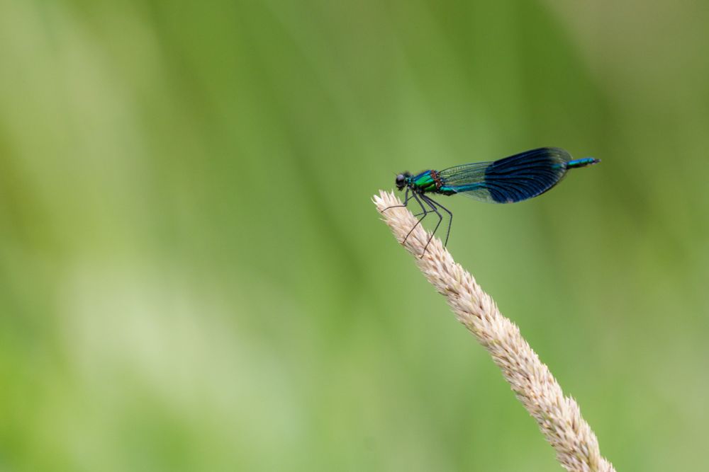 A banded demoiselle damselfly perched on a finished flower stalk.