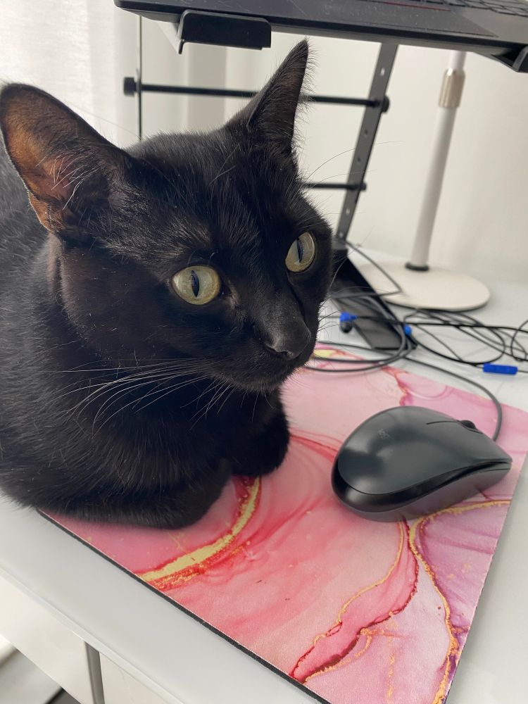 Black cat sitting next to mousepad