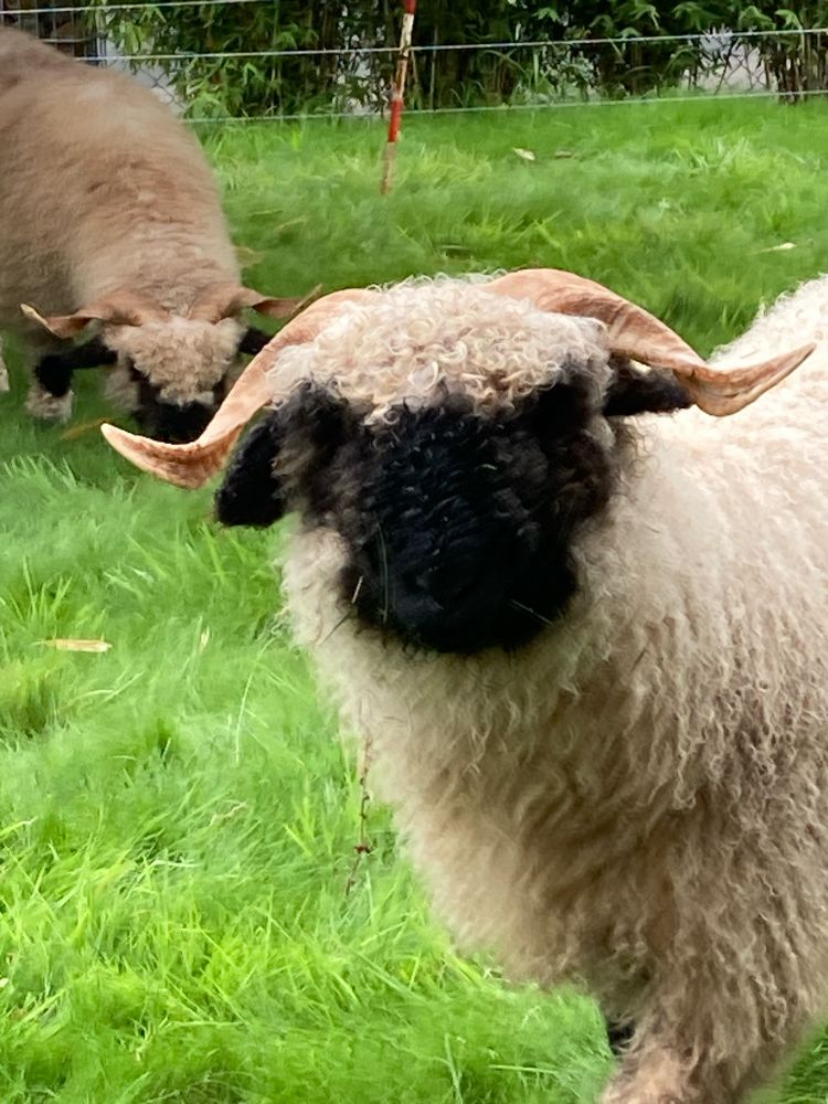 Unendlich niedliches Schaf schaut in die Kamera.