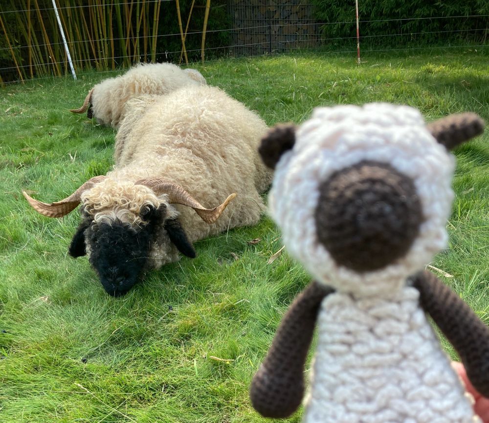 Im Hintergrund liegt ein Walliser Schwarznasenschaf auf der Wiese und im Vordergrund ein kleines gehäkeltes Schwarznasenschaf - mein Profilbildschaf - das wirkt, als würde es ein Selfie mit dem echten Schaf machen. So niedlich!