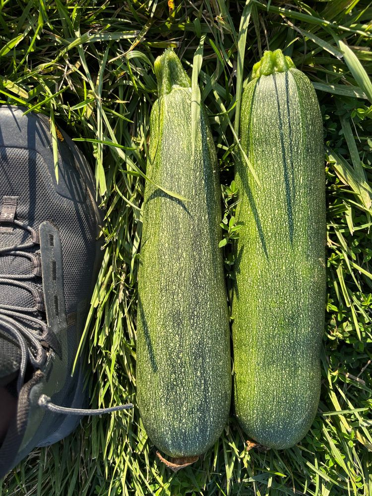 Two huge zucchini and a boot