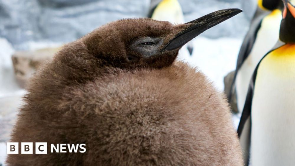 Meet Pesto: the fat baby penguin and viral superstar