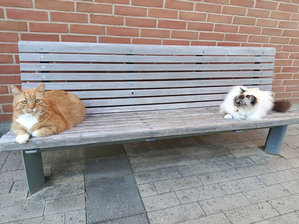 Good orange boy and good Birman boy