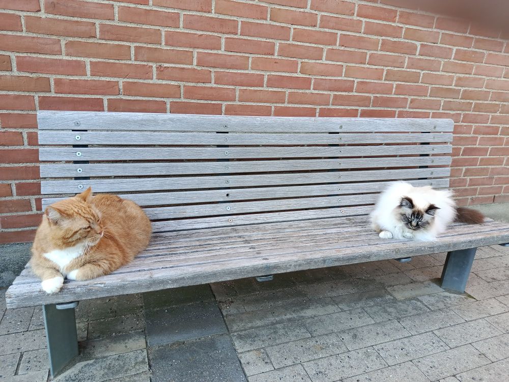 Good orange boy and good Birman boy
