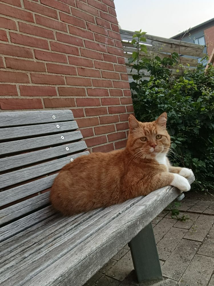 Chunky, orange boy