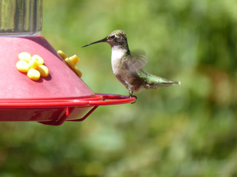 Hummingbird perched on a nectar feeder at the Woodlands Nature Station in The Land Between The Lakes #Kentucky #Holiday