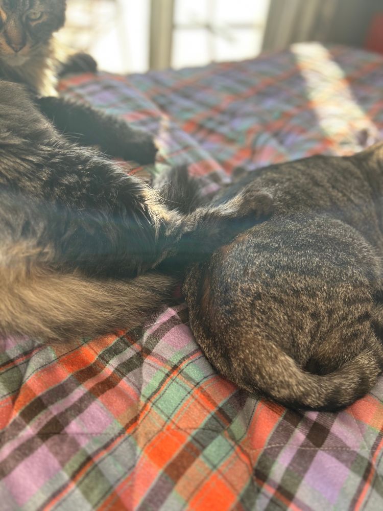 One cat’s foot resting on another cat’s bottom.