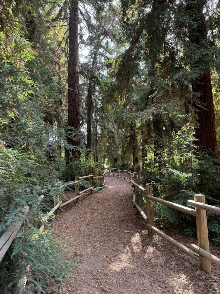 A path with wooden fences winding through a mediocre grove of malnourished coastal redwoods somehow surviving in Southern California and guzzling water. 