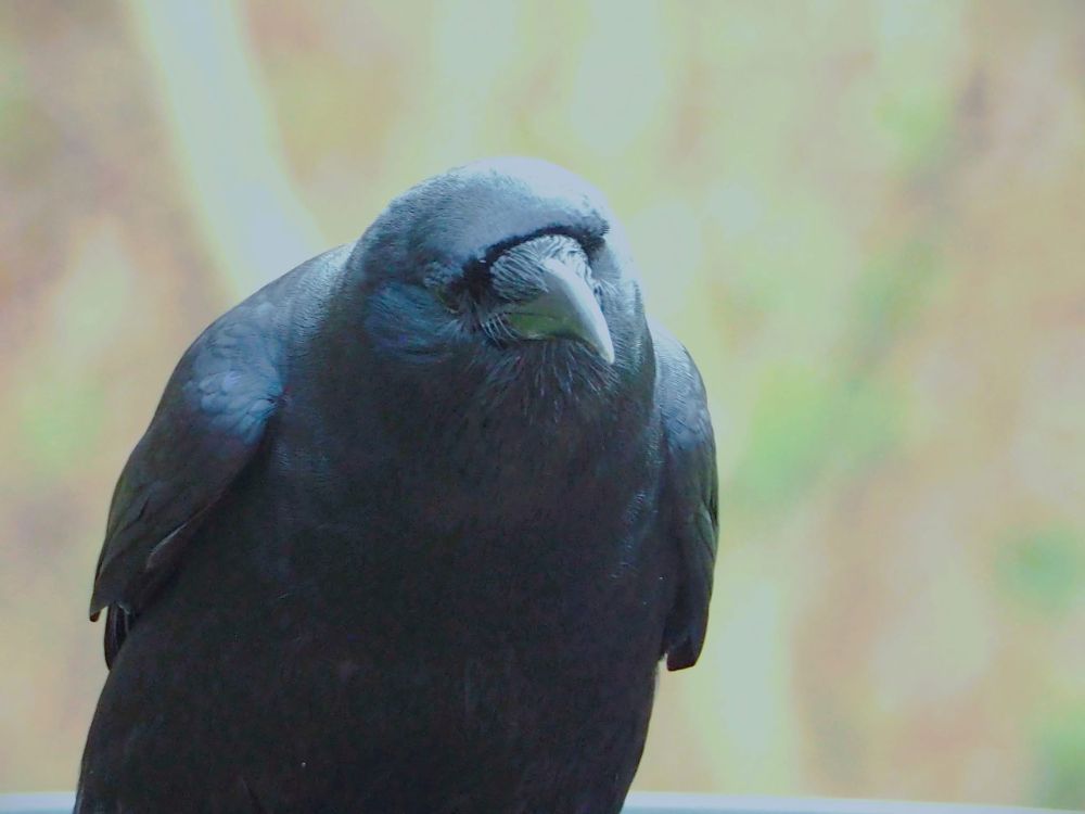 Picture of a Raven - referencing the Baltimore Ravens football team.