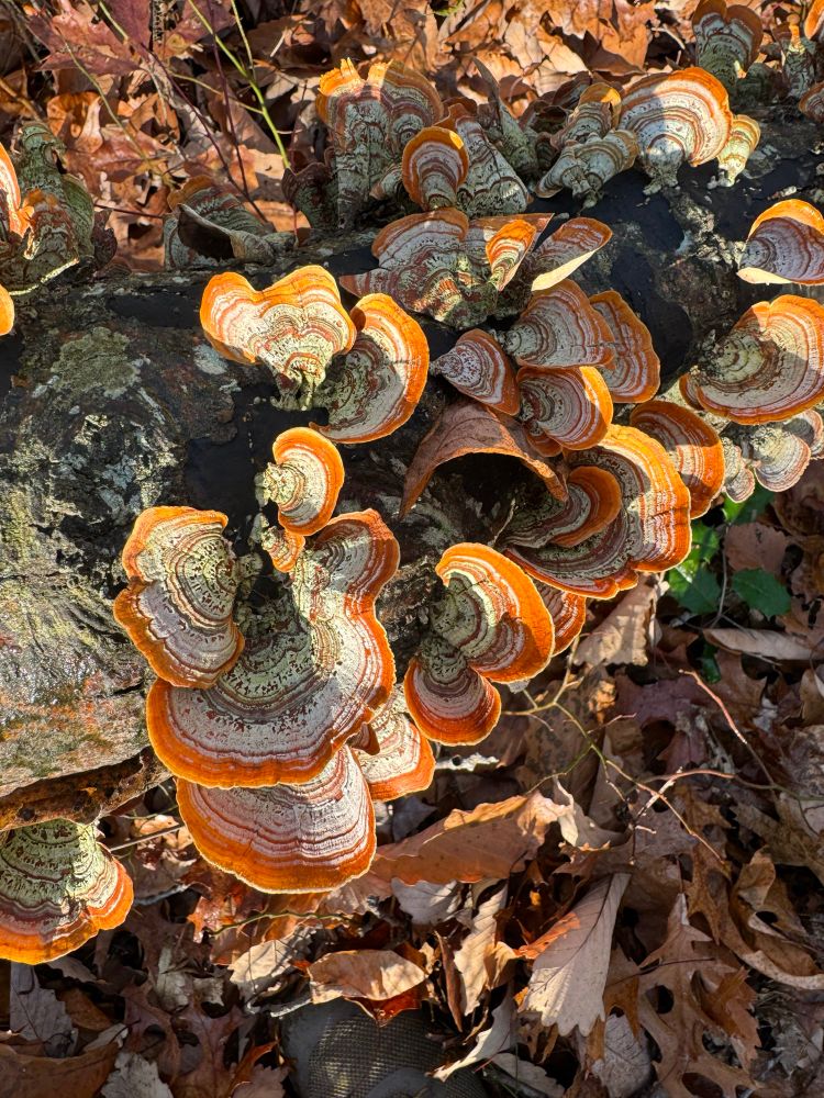 Stereum sp.
