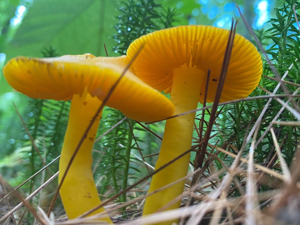 Fungi Forest friends