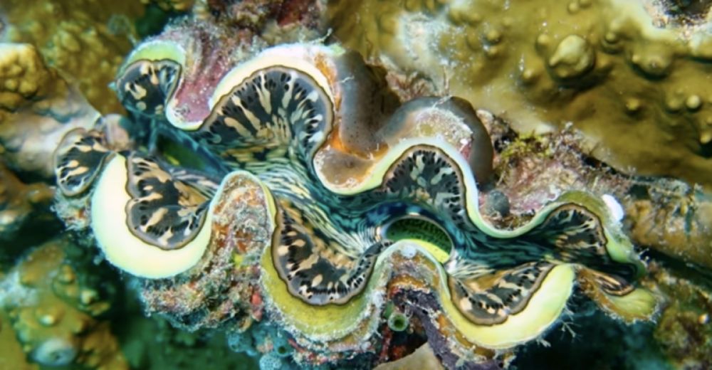 New Tandem Solar Cell Discovered Posing As Giant Clam