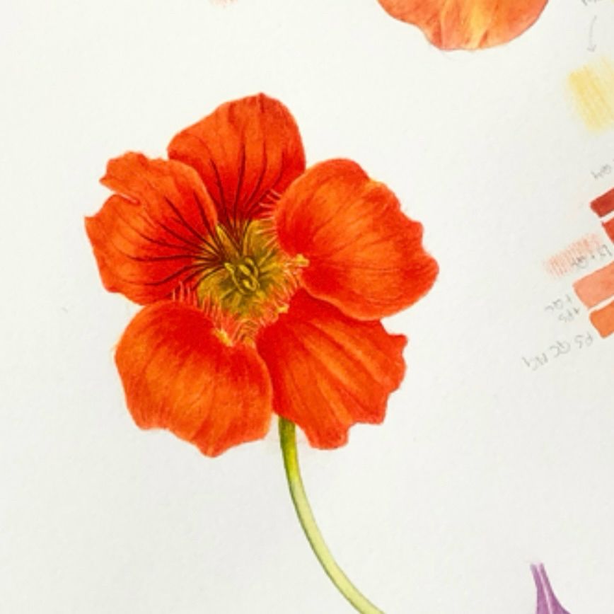 Small study page with a watercolour painting of an orange nasturtium flower by Misha Donohoe. 2023.

#mishfish #botany #watercolor #watercolour #flower #botanicalillustration #botanicalart