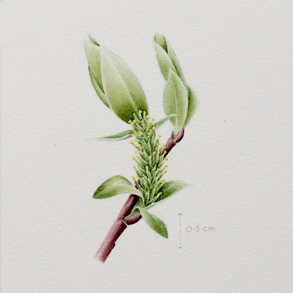 Botanical watercolour illustration of female Salix bebbiana willow. The artwork shows a small branchlet with emerging leaves, which surround the maturing female catkins. These clusters of apetalous female flowers are tightly packed and appear mostly green, with bright yellow stigmas at the top of each flower. Painting by Misha Donohoe. 2024. Yukon.