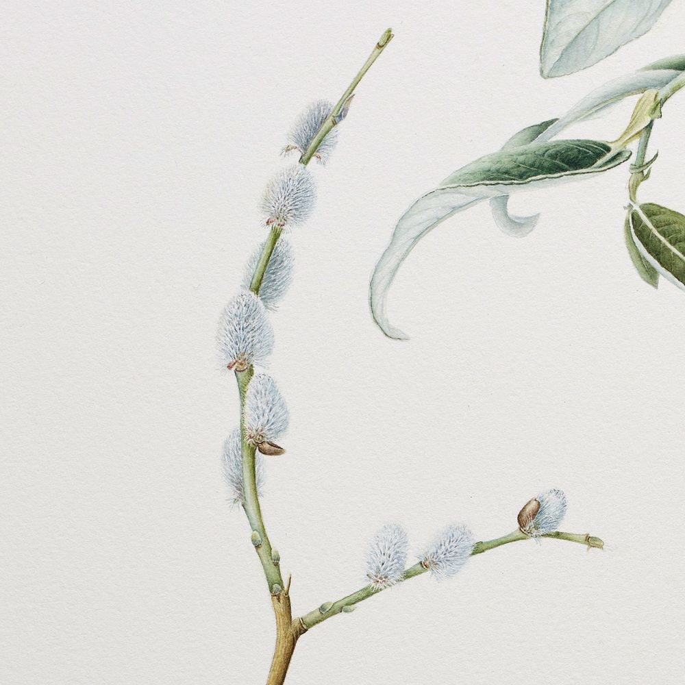 Botanical illustration of Salix alaxensis var. longistylis willow by Misha Donohoe. 2024. 
#willow #alaskawillow #salix #catkin #botanicalillustration #botanicalart #mishfish #yukon #endemicspecies #glaucous #watercolour #watercolor #rbgedinburgh #rbge #sciart