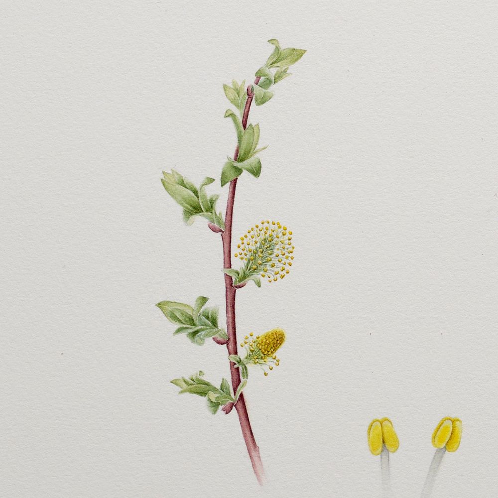 Botanical illustration of male Salix bebbiana willow in watercolour. The paining shows the sweeping curve of a young, maroon branchlet with catkins opening to reveal apetalous staminate flowers emerging along with fresh young leaves. Original art by Misha Donohoe. 2024. Yukon.