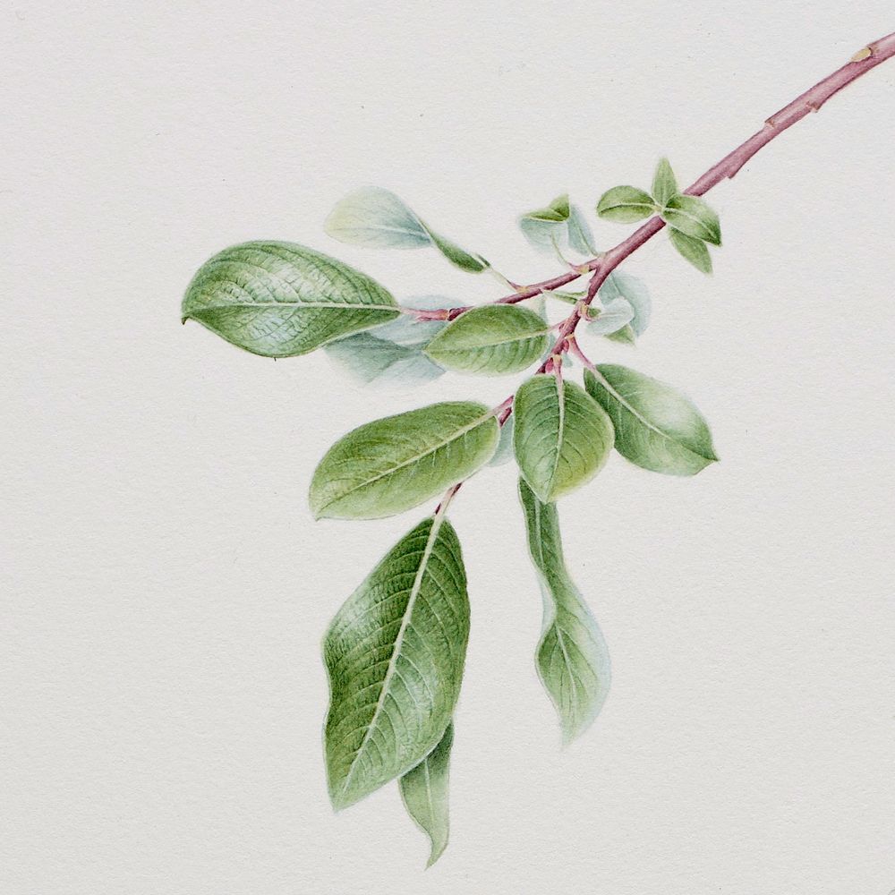 Botanical watercolour illustration of Salix bebbiana willow showing summer branch as it arcs gracefully from top right to lower left. Leaves are supported by petioles that are flat on the upper (adaxial) surface and the narrowly elliptic leaf blades gleam in the sunlight. The frontmost leaves look like they are projecting out of the page towards the viewer. Original painting by Misha Donohoe. 2024. Yukon.