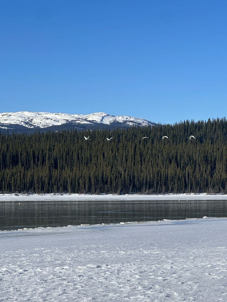 A photo of swans flying over open water at Marsh Lake, Yukon in April 2024.

#birdwatching #SwanHaven #MarshLake #Yukon #tundra #swan 