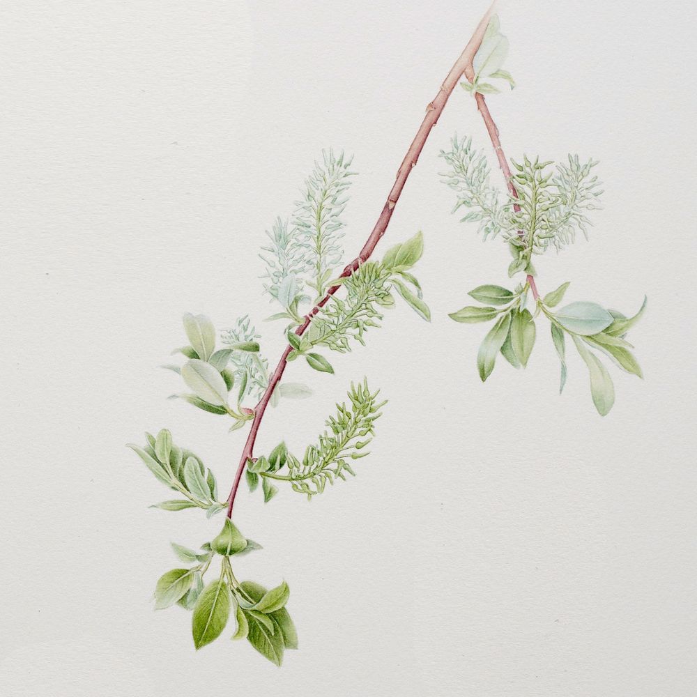 Botanical illustration of female Salix bebbiana willow in watercolour. The paining shows a red-brown branch cascading from upper right to lower left young green leaves emerging. Groups of fertilized female catkins are growing out from the stem and curving up towards the sky. Original art by Misha Donohoe. 2024. Yukon.