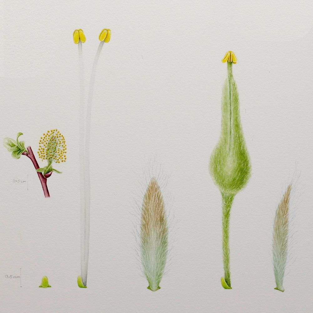 Botanical watercolour illustration of Salix bebbiana willow showing enlargements of male and female flowers. The male (staminate) flower has no petals; just a small green nectary accompanied by two translucent filaments and yellow anthers. The female (pistillate) flower also has a small, green nectary at the base of a long, green hairy stalk, called a stipe. At the top of the stipe, the flower swells into a pear-shaped ovary before narrowing to a yellow stigma, where male pollen will enter the pollen tube. Original painting by Misha Donohoe. 2024. Yukon.