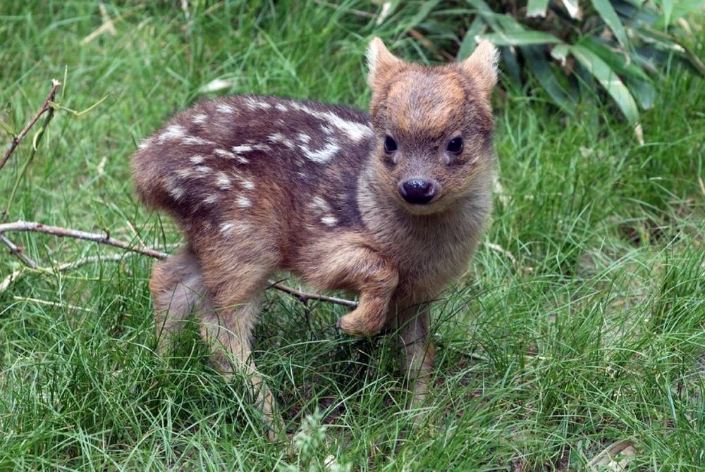 A photograph of a young Pudu fawn. It is in the grass with its ears pinned and one hoof off the ground