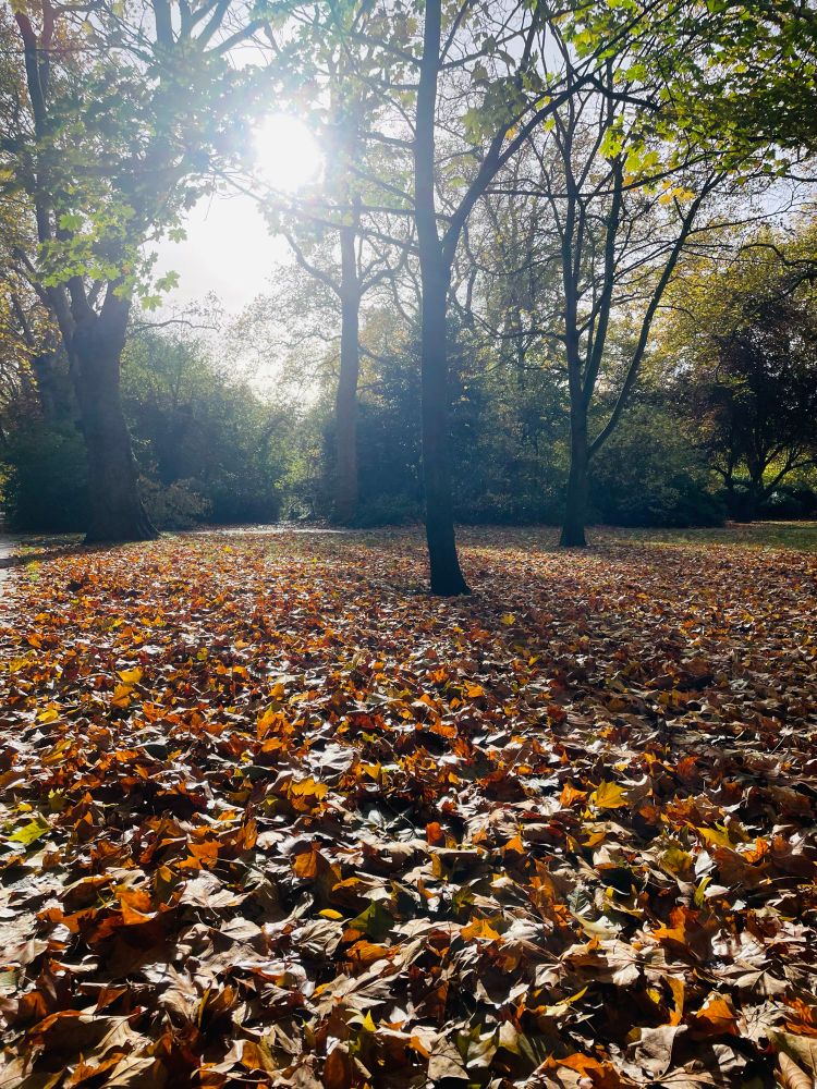 Sun shining thru trees onto a carpet of fallen orange autumn leave 
