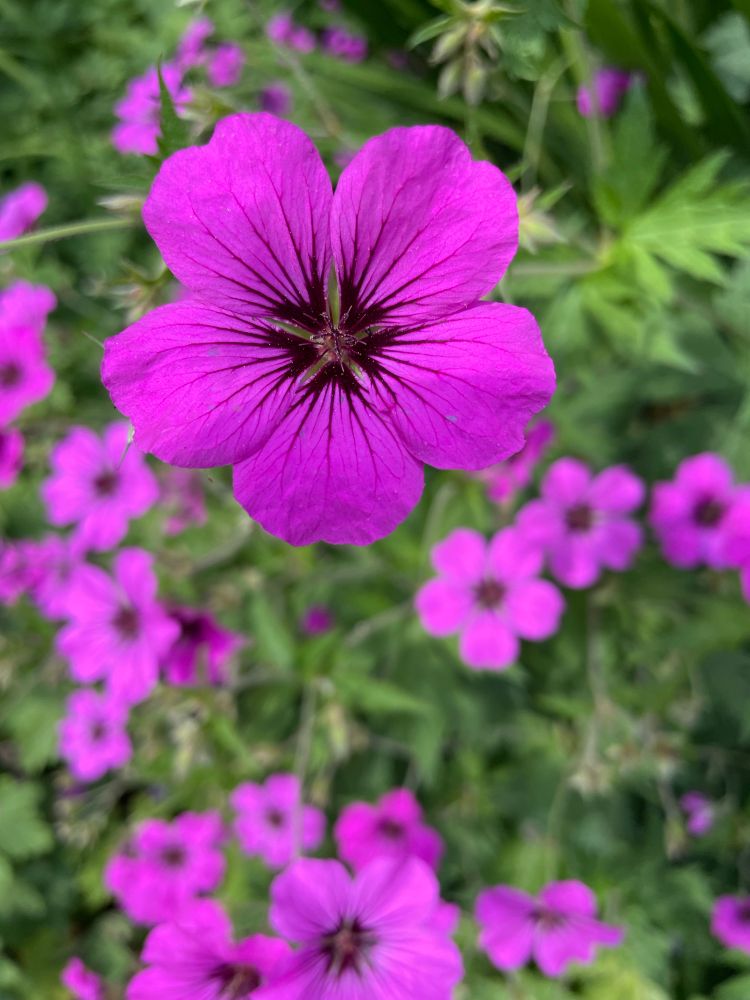 Bright purple flowers 