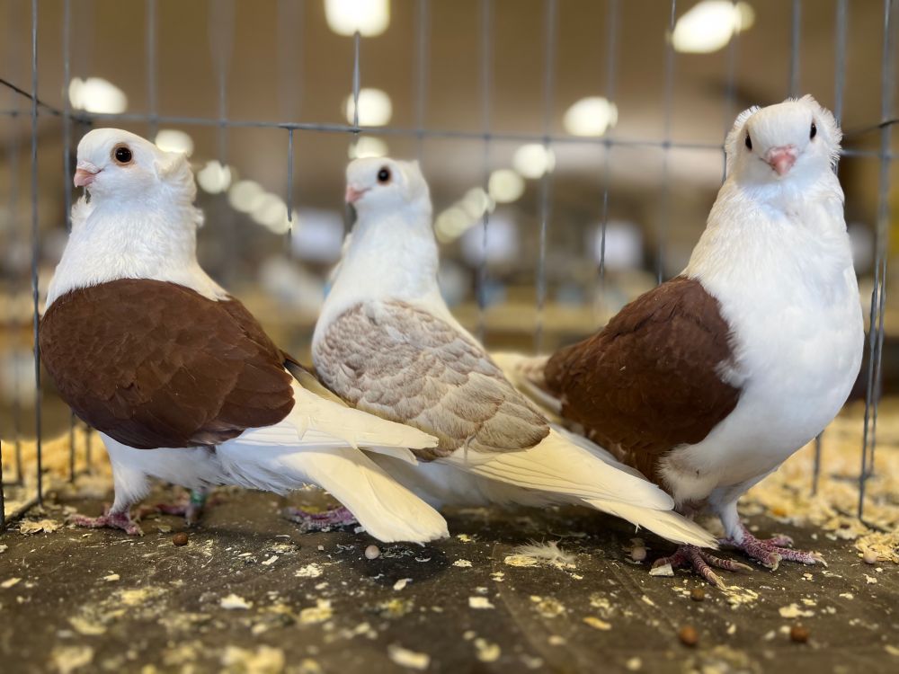 Fancy pigeons
