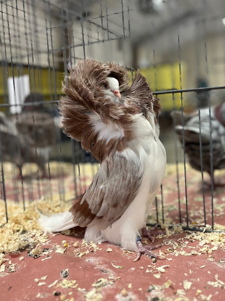 Jacobin pigeon