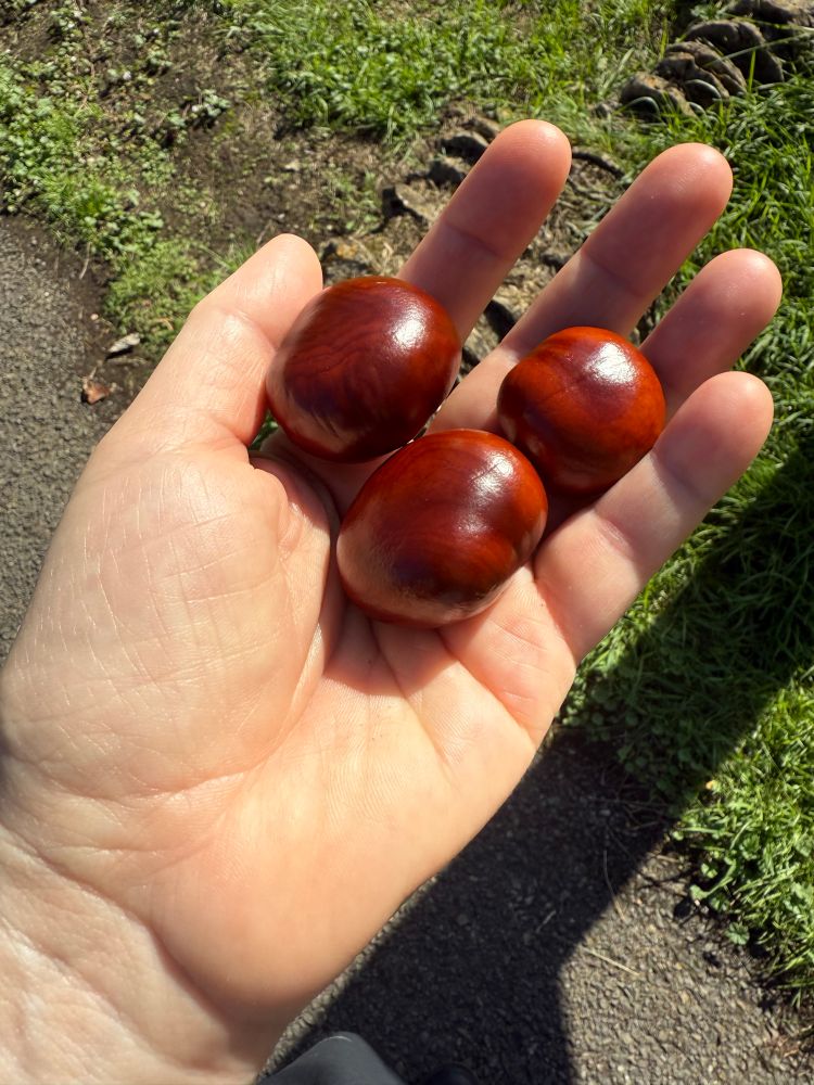 Three shiny brown conkers in my hand